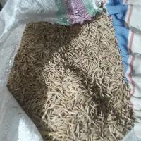 شالی فجر سوزنی