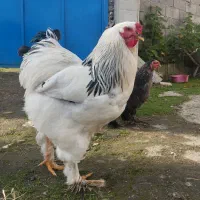 مرغ و خروس برهما