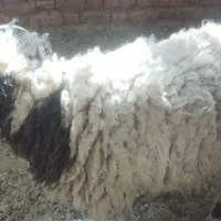 بره نر ۳ساله چاق