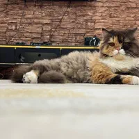 گربه با بچهاش