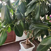 گل فیکوس|گل و گیاه طبیعی|مراغه, |دیوار
