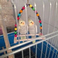 عروس هلندی فروشی