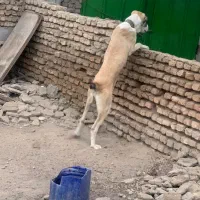 سگ آلابای اصیل|سگ|گنبد کاووس, |دیوار