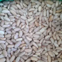 لوبیا کشاورزی