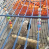 عروس هلندی|پرنده|قم, باجک یک|دیوار