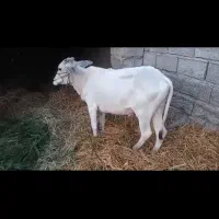 فروش فوری  مشتریان قیمت شکاری زدم فقط خریدار بیاد