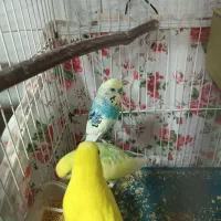 مرغ عشق|پرنده|تربت‌حیدریه, حاجی یار‎|دیوار