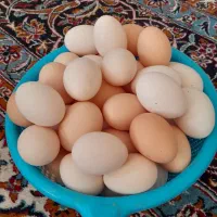 تخم مرغ نطفه دار محلی اصل
