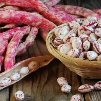 لوبیا چیتی تازه الموت با پوست|خوردنی و آشامیدنی|محمدیه-قزوین, |دیوار