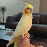 عروس هلندی