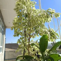 گل بنجامین 2.20 متری|گل و گیاه طبیعی|مراغه, |دیوار