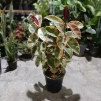 تخفیف ۳۰درصدی گل|گل و گیاه طبیعی|بروجرد, |دیوار