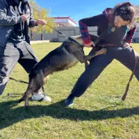 مربی سگ و پانسیون خانگی