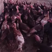 بوقلمون برنزه و بربون|حیوانات مزرعه|خوی, |دیوار