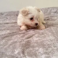 واگذاری سگ شیتزو|سگ|تهران, نیروی هوایی (پیروزی)|دیوار