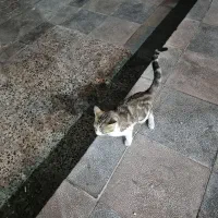 واگذاری بچه گربه