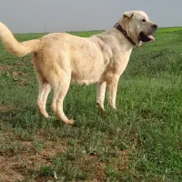 سگ سرابی