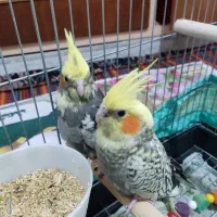 عروس هلندی یک ماهه قابلیت تعلیم و تربیت|پرنده|گلستان (تهران), |دیوار