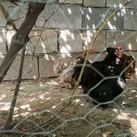 مرغ و خروس کوشین