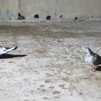 کبوتر بخون ضرر نمیکنی