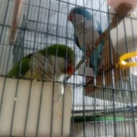 طوطی راهب|پرنده|رباطکریم, رباطکریم|دیوار