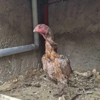 مرغ لاری اصیل