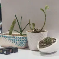 خیابان-ادیب-تک-واحدی