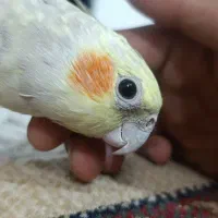 فروش دو عدد عروس هلندی|پرنده|مهدی شهر, |دیوار