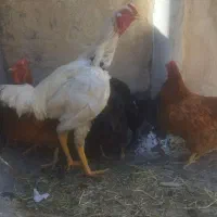 خروس