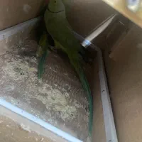 طوطی ملنگو سبز مولد ضمانتی