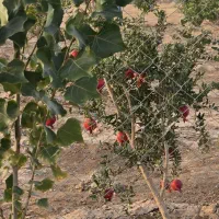 فروش باغ و ویلا و زمین