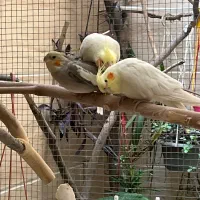 جفت مولد عروس هلندی لوتینو