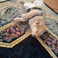 سگ پامر روباهی