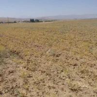 حبوبات