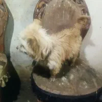 واگذاریک سگ ماده اشپیزتریر خوشگل وناز|سگ|مشهد, خلق آباد سفلی|دیوار