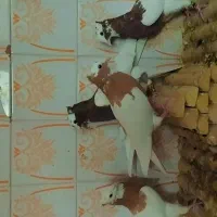 کبوتر|پرنده|فسا, |دیوار
