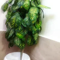 دیفن باخیا مصنوعی وارداتی