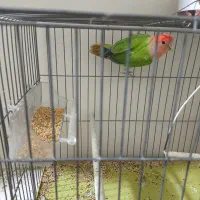 طوطی برزیلی کوتوله