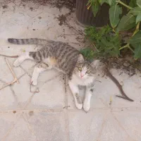 گربه
