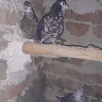 کفتر .سار کاکلی ساده افشون|پرنده|فریمان, |دیوار