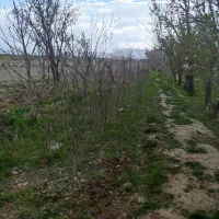 فروش نهال میوه و گردو