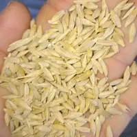 خریدار گندم و جو|خدمات باغبانی و درختکاری|لردگان, |دیوار