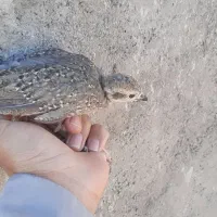 جوجه 50 روزه مطابق عکس|حیوانات مزرعه|قائن, |دیوار