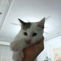 گربه دو سه ماهه