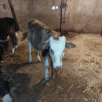 گاو و لیشه دورگ جوان|حیوانات مزرعه|سنگر, |دیوار