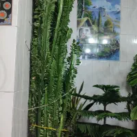 کاکتوس برگ دار|گل و گیاه طبیعی|گندمان, |دیوار