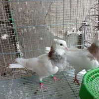 جفت طوقی اصیل|پرنده|خورموج, |دیوار