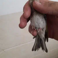 سهره دورگ یه وجبی نر 100