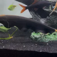 ماهی دوعدد بلک گوست +30 نروماده