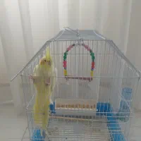 عروس هلندی سرحال|پرنده|تالش, هشتپر|دیوار